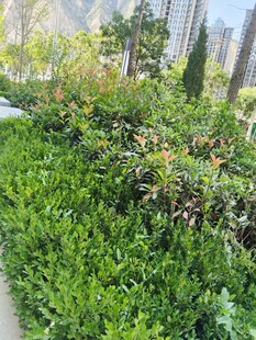 城市中的翠绿灌木景观
