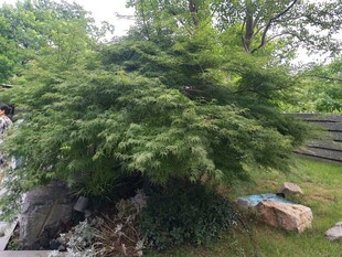 茂盛绿植与周边石块景观