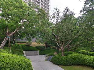 城市中的静谧绿植小径