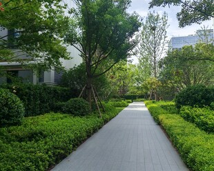 幽静绿植环绕的园区小径