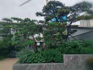 精致盆景景观