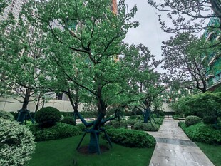 中式庭院绿树成荫景致美