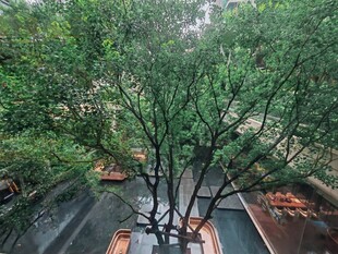 雨中庭院绿植景观