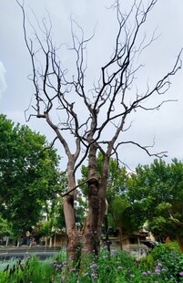 枯树挺立在绿意环绕间