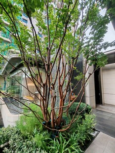 庭院中的多彩树干绿植景观