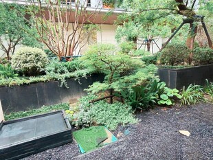 精致庭院绿植景观