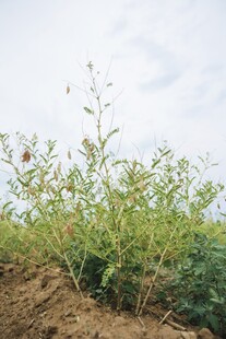 田间绿植生机盎然