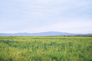 广袤绿野