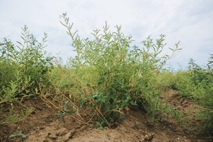 田野中的绿色植物景观