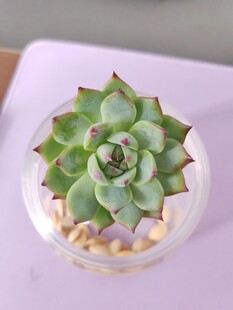 吉娃娃多肉植物