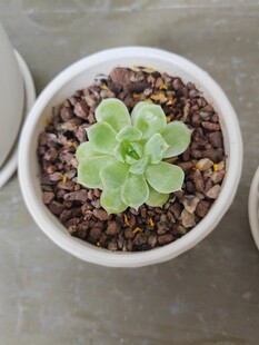 多肉植物