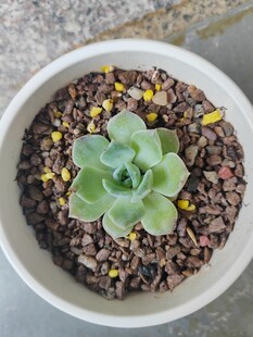 多肉植物