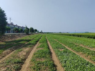 农田