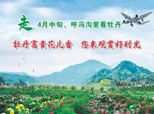 牡丹