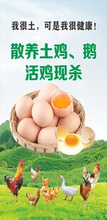 散养土鸡