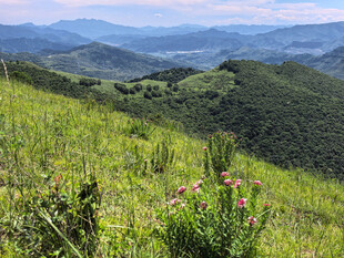 山间绿野繁花美景