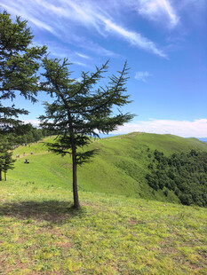 山间孤树绿意盎然之景