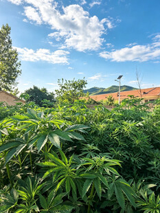 繁茂绿植与蓝天白云美景
