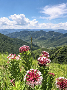 蔚县草原