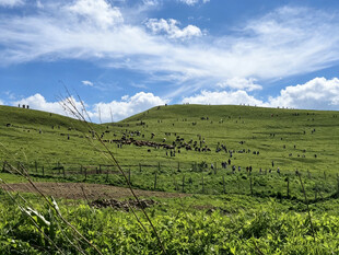 翠绿山坡与蓝天白云美景