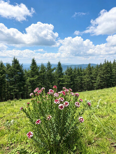 山间花草与葱郁树林美景