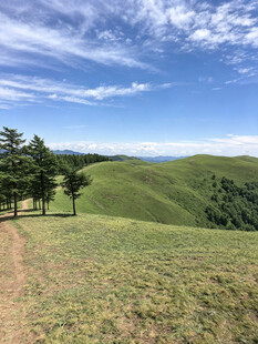 山间步道旁的葱郁绿植
