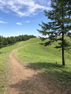 山间小径绿意盎然的风景