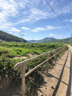 山间步道旁的葱郁绿植