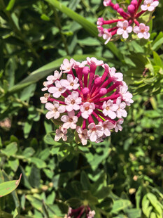 狼毒花