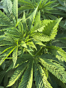 大麻植株特写