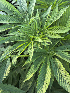 大麻植株特写