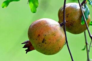 枝头双生石榴果实饱满