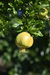 枝头黄石榴 