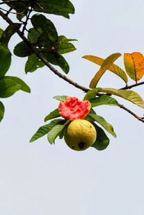 枝头娇艳石榴花与果实