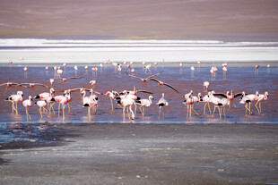 湿地中群聚的火烈鸟