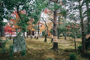 秋日林间墓地景象