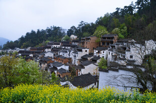 山村春色油菜花海伴民居