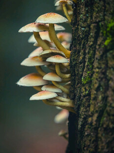 树干上生长的簇簇蘑菇