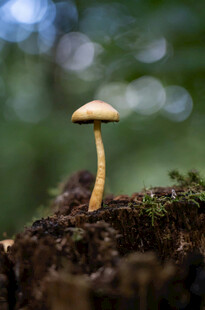 森林中独株小蘑菇