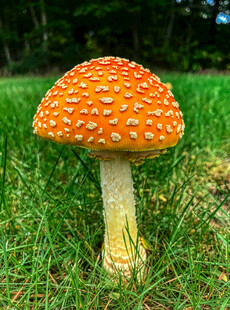 草地上的橙红色斑点蘑菇