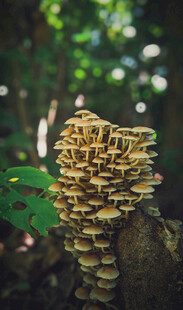 树干上的簇生蘑菇