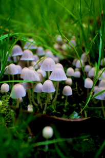 草丛中的紫色小蘑菇