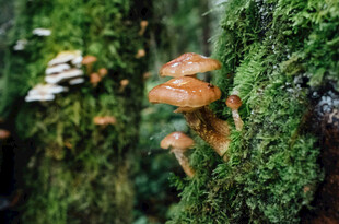 青苔上的橙色蘑菇