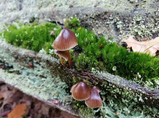 林间苔藓上的小巧蘑菇