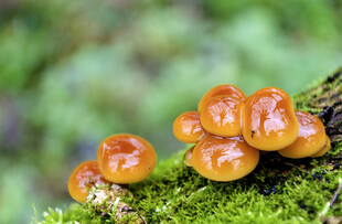 苔藓上的橙色蘑菇