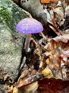 紫色蘑菇生长于落叶间