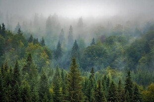 山林迷雾中的茂密松树林