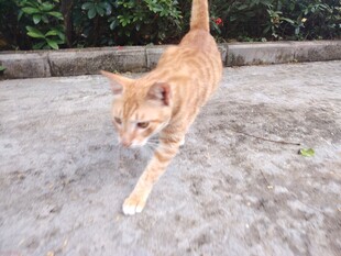 猫咪
