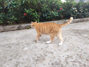 猫咪