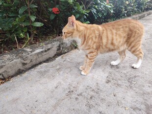 猫咪